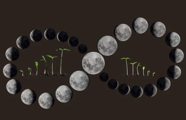 Ay’ın Evrelerine Göre Bitki Dikmek, Ay Evreleri Bahçeciliği Nedir?