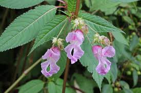 Balsam Otu (Impatiens glandulifera): Muhteşem Bir Bitki, Muhteşem Faydalar