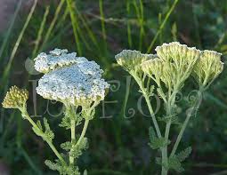 Gürcü Otu (Achillea millefolium): Muhteşem Bir Bitki, Muhteşem Faydalar