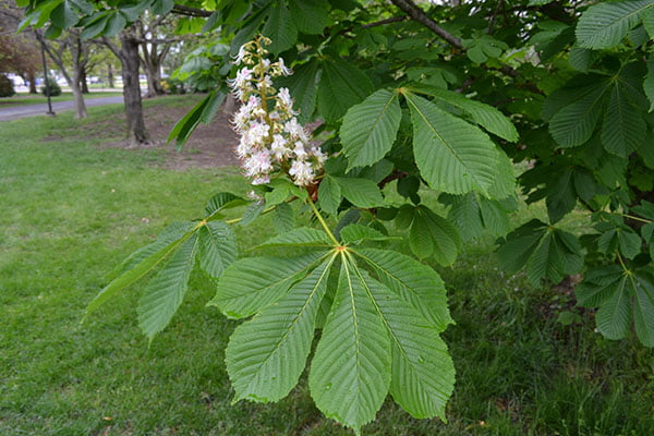 At Kestanesi (Aesculus hippocastanum): Muhteşem Bir Bitki, Muhteşem Faydalar