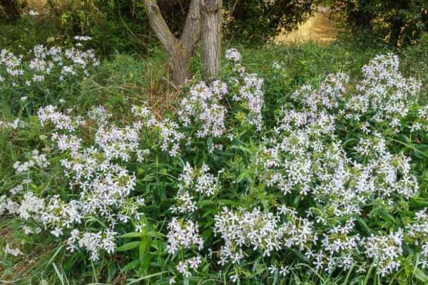 Helvacı Otu (Saponaria officinalis): Muhteşem Bir Bitki, Muhteşem Faydalar