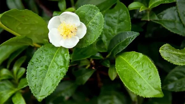 Çay Bitkisi (Camellia sinensis): Muhteşem Bir Bitki, Muhteşem Faydalar