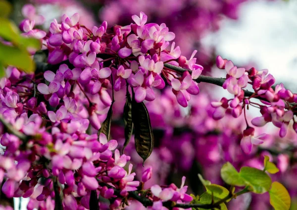 Growing Judas Trees (Cercis siliquastrum): A Guide to Soil, Potting, and Care