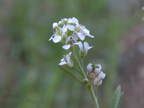 Diş Otu (Lepidium sativum): Muhteşem Bir Bitki, Muhteşem Faydalar