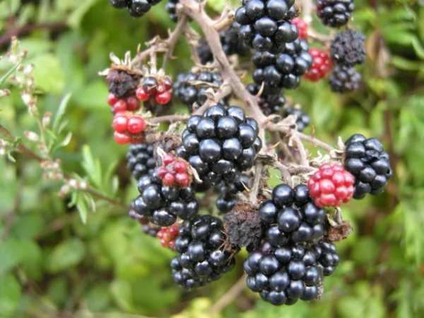 Böğürtlen (Rubus fruticosus): Muhteşem Bir Meyve, Muhteşem Faydalar